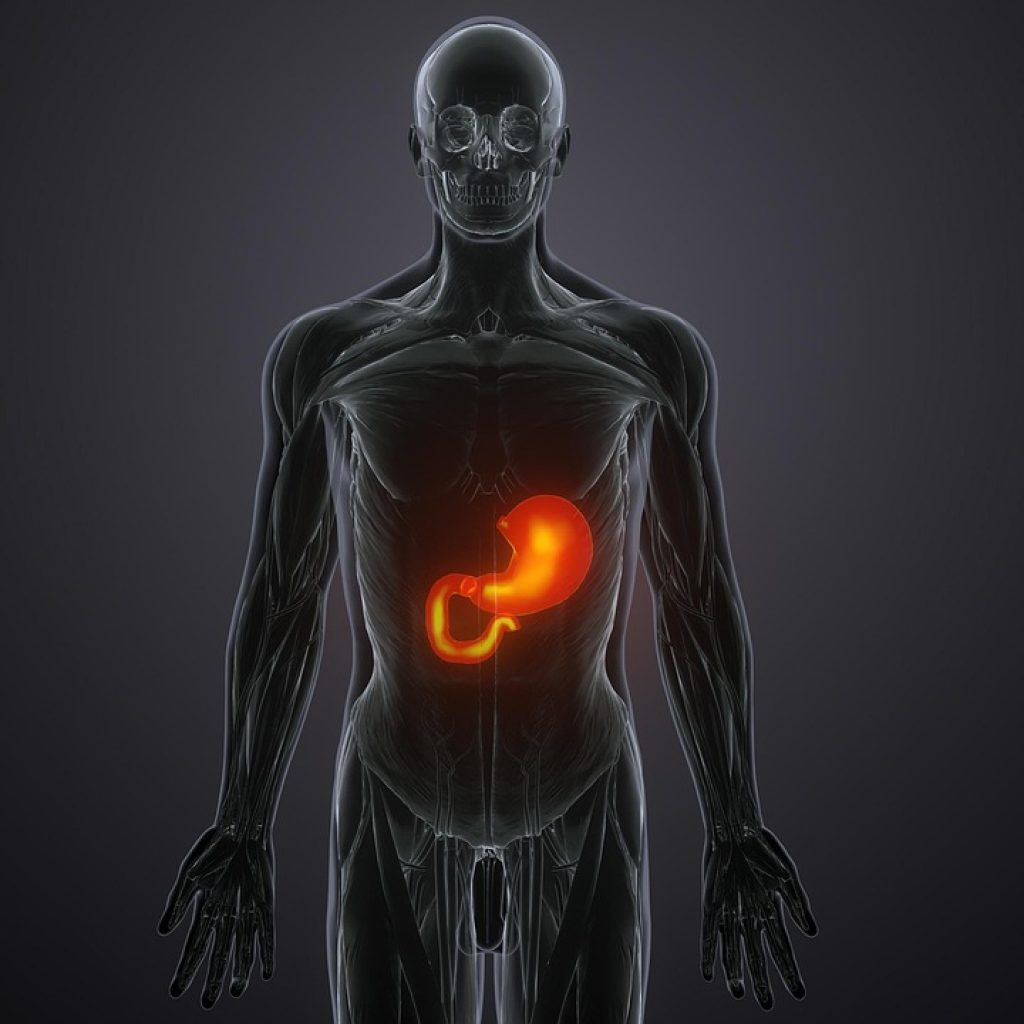 Stoffwechsel und Verdauung